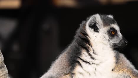 lemur attentively observing surroundings in melbourne