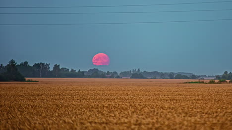 el lapso de tiempo de la luna llena sobre los campos de trigo desapareciendo por la mañana en el horizonte