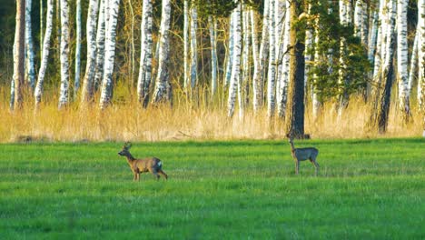 Alarmiertes-Wildes-Europäisches-Reh-Auf-Einer-Grünen-Wiese,-Sonniger-Frühlingsabend,-Birken-Im-Hintergrund,-Goldene-Stunde,-Mittlere-Aufnahme-Aus-Der-Ferne