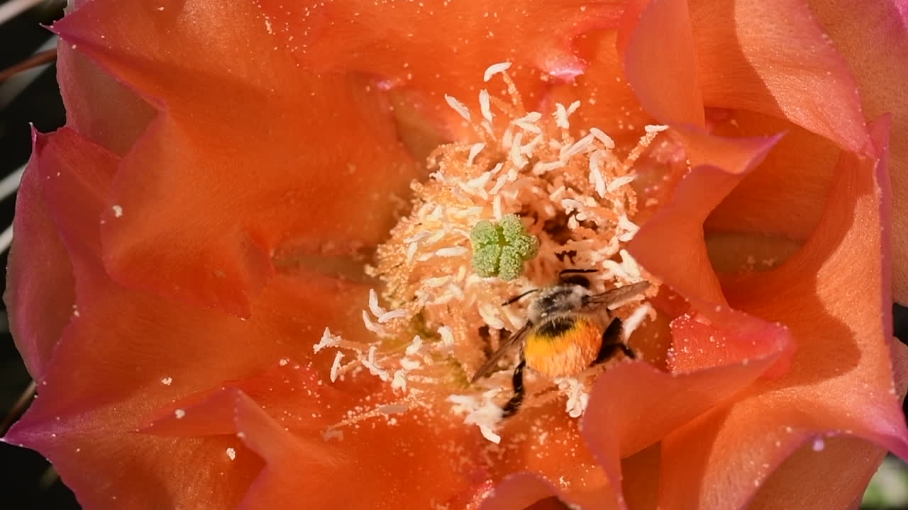 벌이 선인장 꽃 속으로 날아가서 그 속으로 파고든다