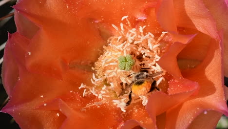 La-Abeja-Vuela-Hacia-Una-Flor-De-Cactus-Y-Se-Entierra-En-Ella