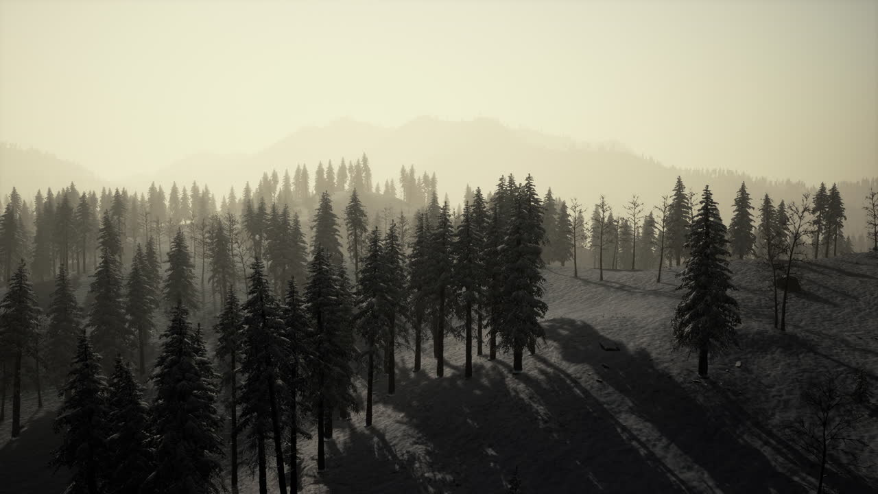 눈 인 겨울 숲 풍경