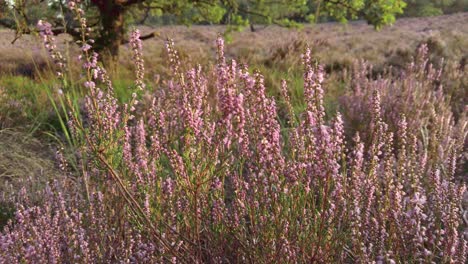 Closeup-of-purple-blooming-heather-in-national-park-De-Meinweg,-Netherlands---4k60p