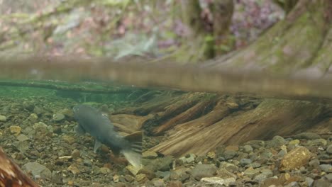 spawning coho salmon disputing spawning grounds i a small creek in south british columbia, in canada.