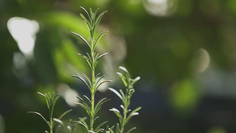 rosemary isolated green plant with blurry background in nature