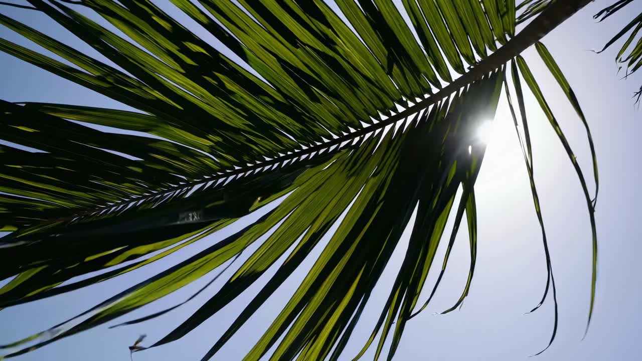 Low-angle video shot of sunlight filtering through palm leaves, creating a tropical, serene