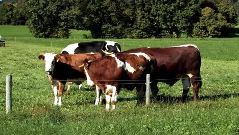 grassland and meadow with cows in bavaria, germany-5
