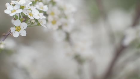 delicate small flowers in closeup with selective focus