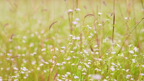 Weiße-Blumen-Und-Gras