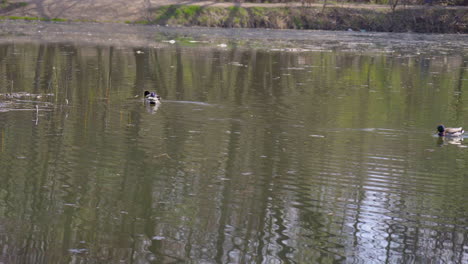 ducks swimming in a lake