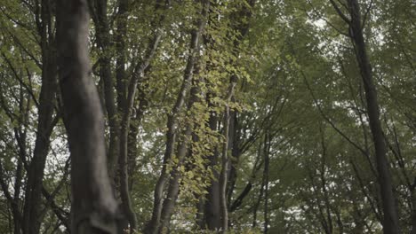 an autumnal forest in north west england with yellow leaves and trees