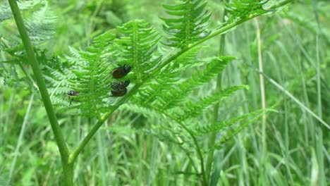 garden chafer beetles have elected a fern plant as their mating spot