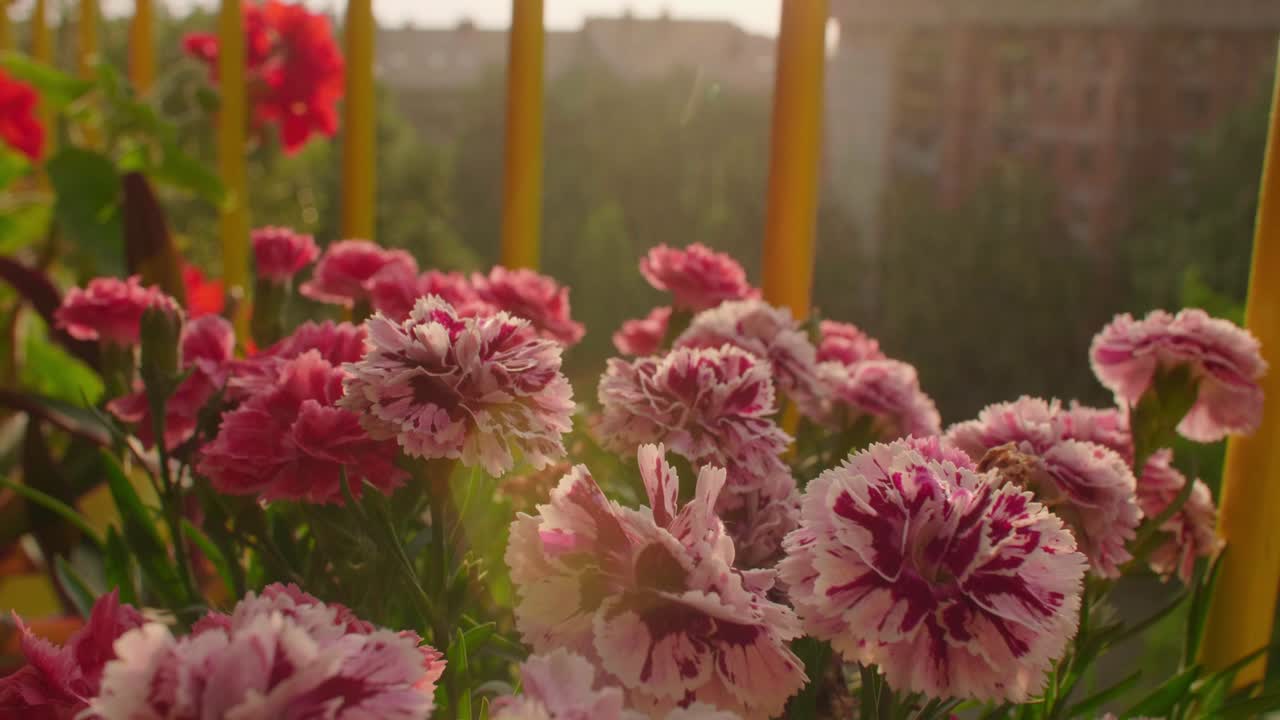 hermosa flor de clavel en el balcón en la puesta de sol lluviosa.
