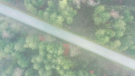 helix shot of a green conifer forest in autumn with a driving car