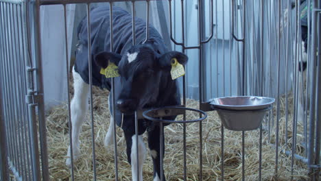 young black and white calf at dairy farm