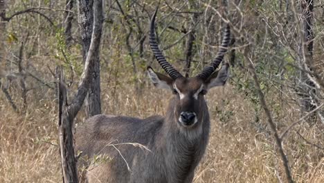 close up of a male waterbuck with big horns in the early morning sun in africa stares into the camera