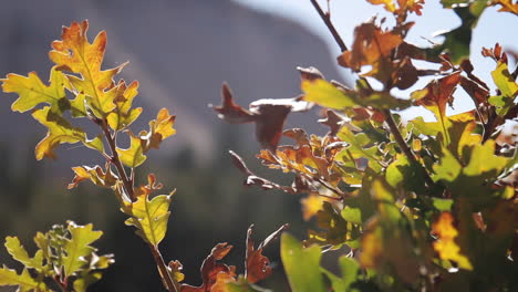 Herbstblätter-Wehen-Im-Wind-Im-Zion-nationalpark