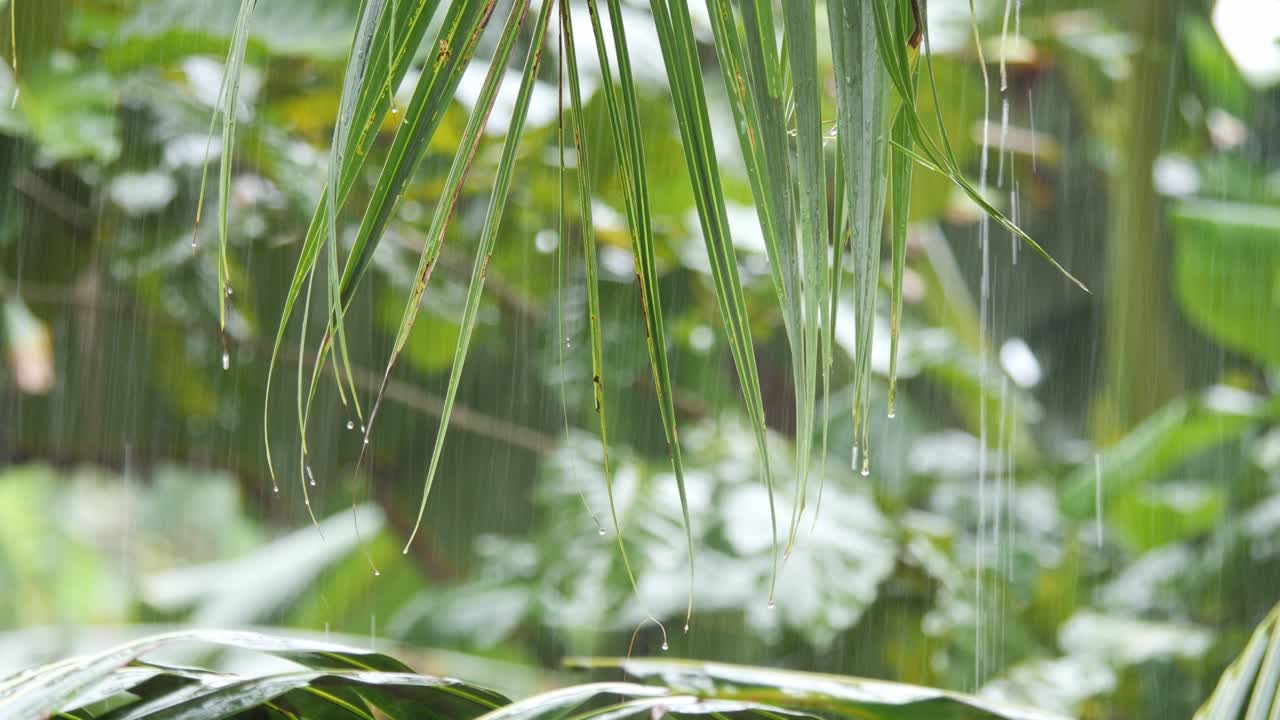 Closeup of Raindrops Falling of Palm Leaves during Rainy Season in the Philippines