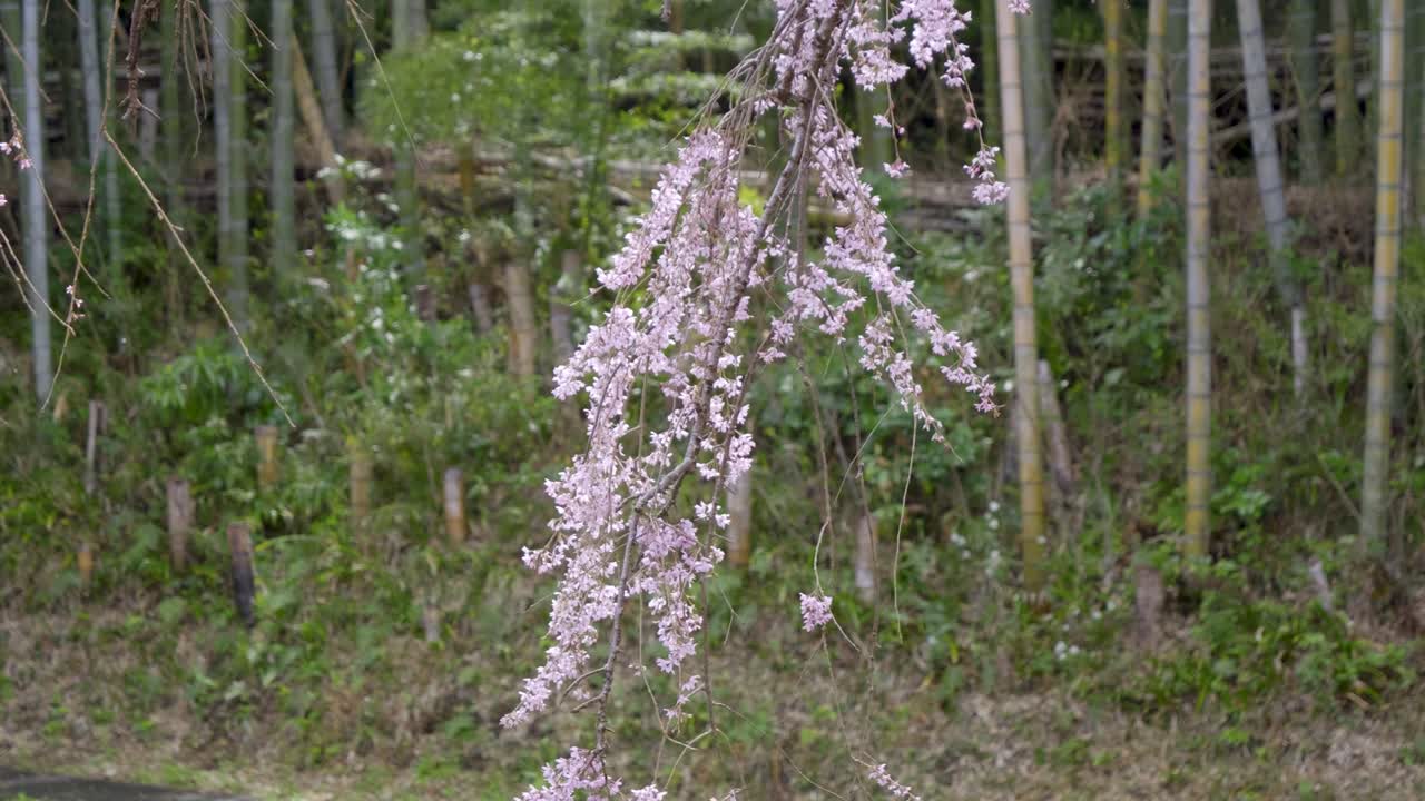 Beautiful weeping Sakura twig in Japanese landscape garden