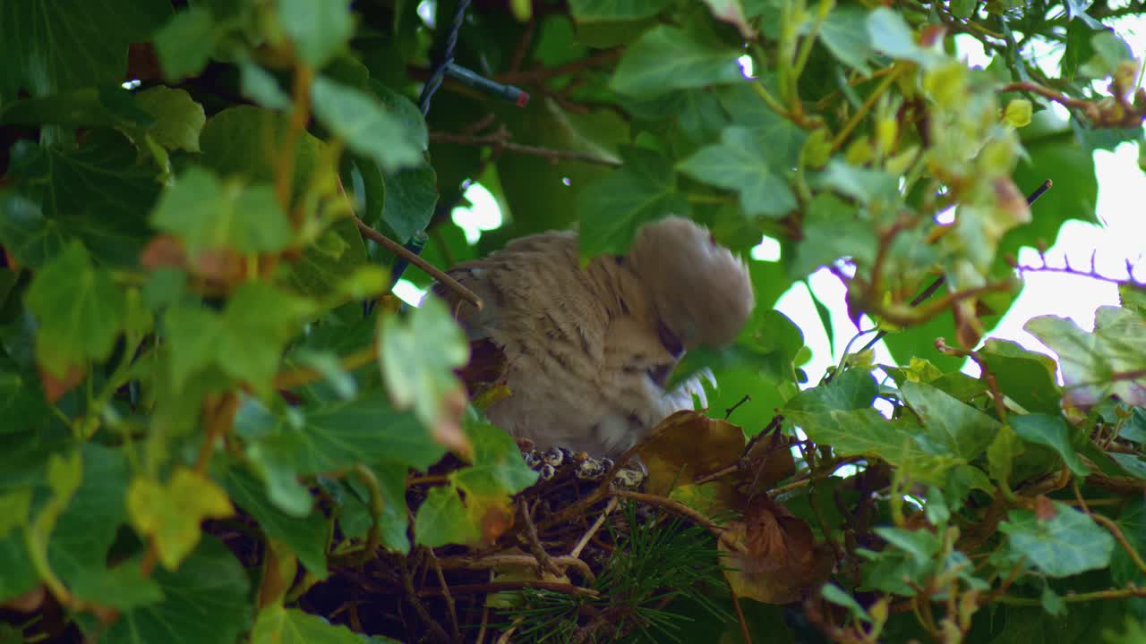 Eurasian collared dove in preening feathers in nest among ivy leaves