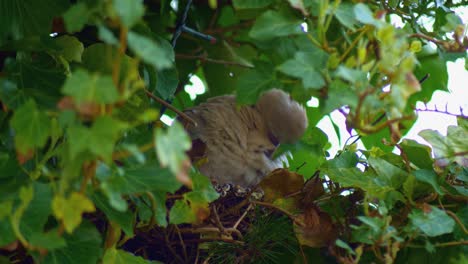 Eurasian-collared-dove-in-preening-feathers-in-nest-among-ivy-leaves