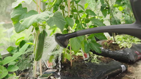 watering organic homegrown cucumber in the greenhouse in the garden