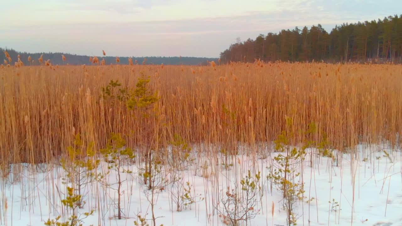 flyver lavt over snedækkede sumpe foran grøn skov, usa
