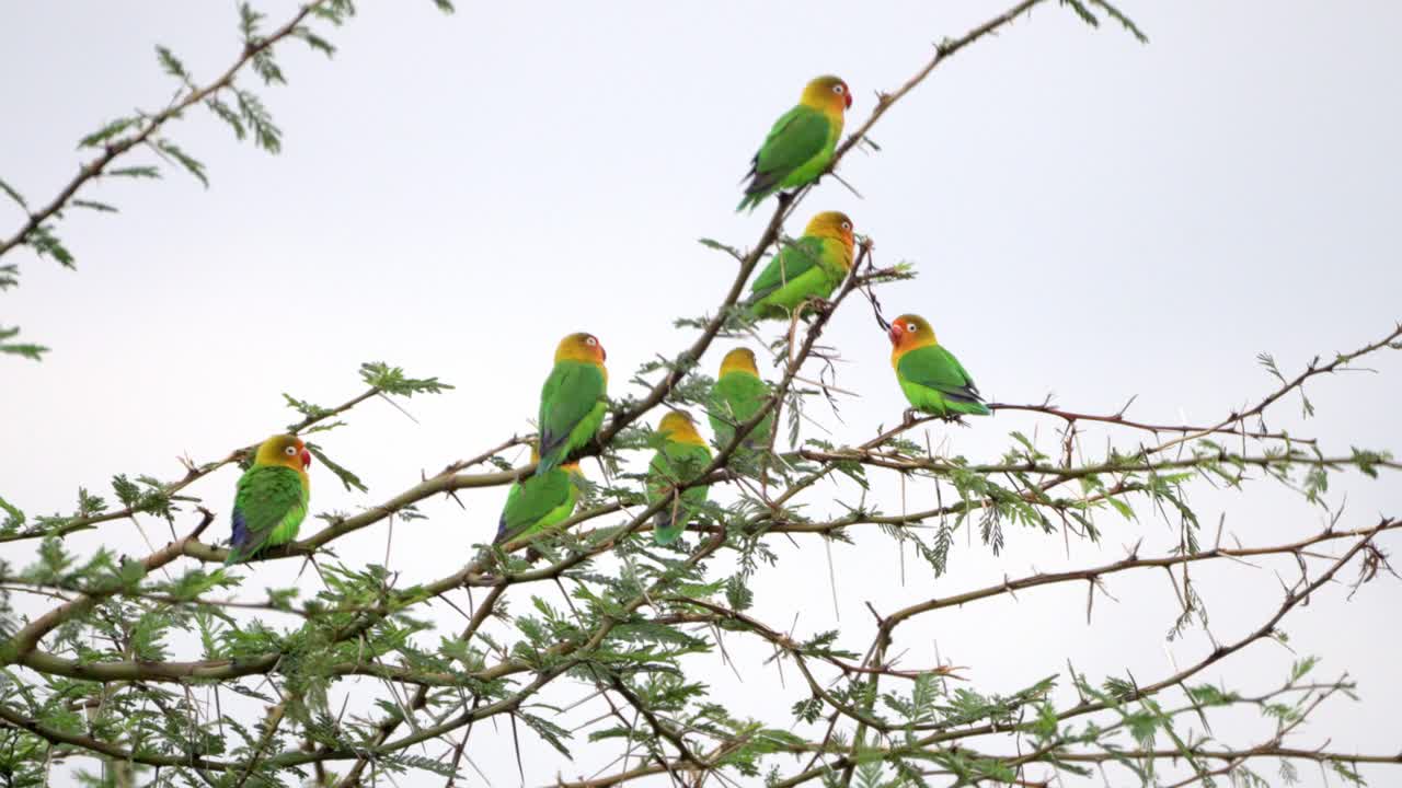 Fischer's lovebird perched on a tree