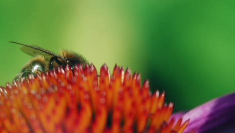 un primer plano macro de una abeja melífera recogiendo néctar de flores rosas y naranjas