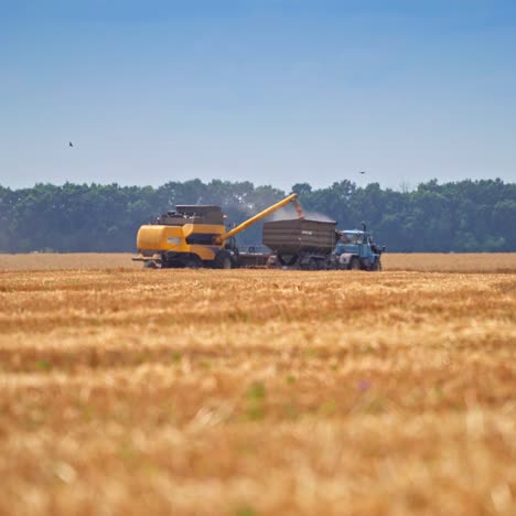 Large yellow combine loading off wheat grains into tractor trailer. Two harvesting machines in the wheat field in distance. Gathering crops on sunny hot day