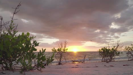 Relajante-Puesta-De-Sol-En-La-Playa-Con-Nubes-Y-Plantas-En-Primer-Plano-Mientras-Los-Pájaros-Vuelan