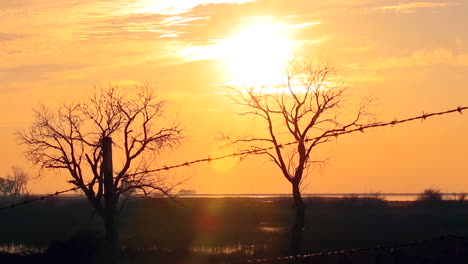 vista pacífica de la puesta de sol del cielo naranja con una silueta de dos árboles muertos detrás de un alambre de púas