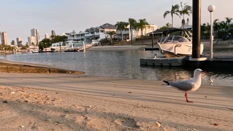 seagull walking by the water at sunset