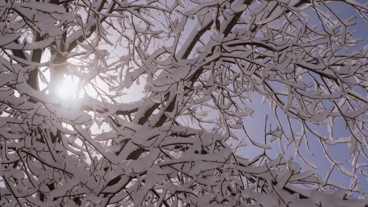 Sunlight filters through snow-laden branches, creating a tranquil and refreshing winter scene of natural beauty