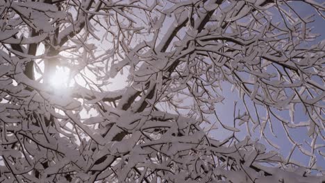 sunlight filters through snow-laden branches, creating a tranquil and refreshing winter scene of natural beauty
