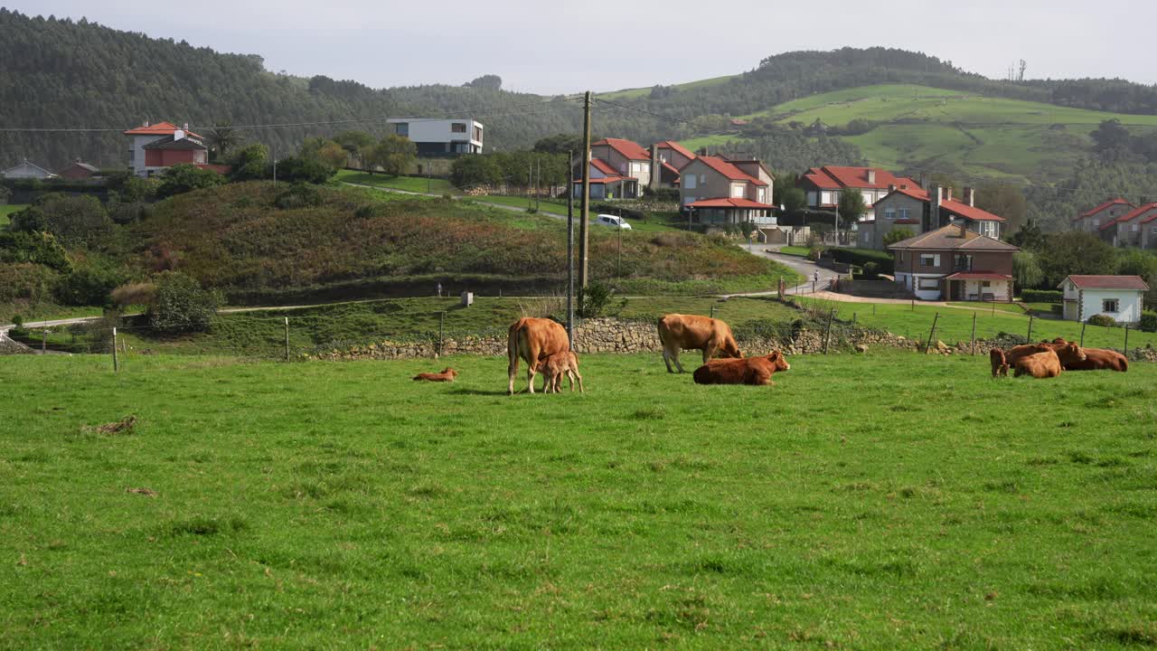 Calf suckling from mother on lush green meadow in Galizano with cows resting nearby in scenic setting