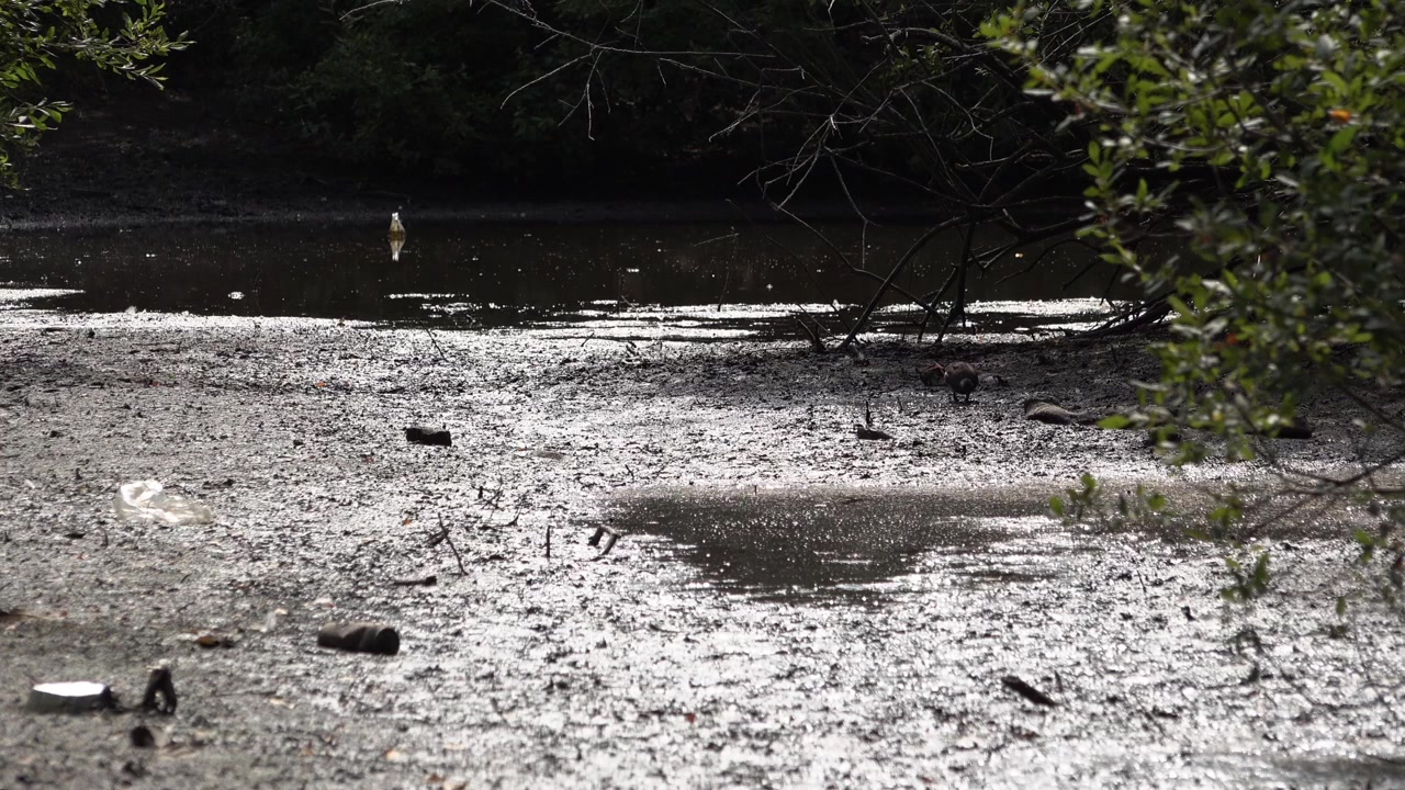 Un pájaro busca comida en el barro del lecho de un río expuesto durante una sequía