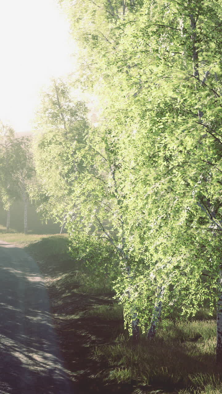 Light filtering through lush trees on a serene forest path at dawn