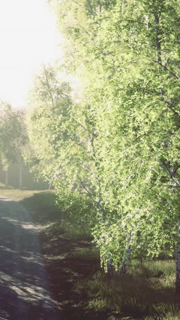 light filtering through lush trees on a serene forest path at dawn