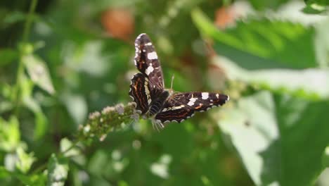 butterfly spins around on a small flower and then flies away