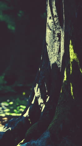 closeup of a tree trunk and roots in a forest