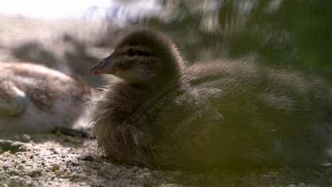 cute australian wood duckling basking in sun - close up shot