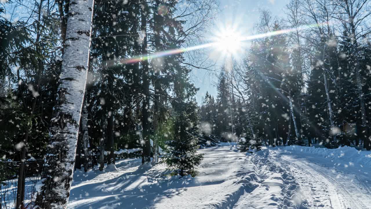 Snøfall natur skog trær landskap på hvit solrik vinterdag stemning. Lett og lys snø kald tid, videoloop, cinemagraph