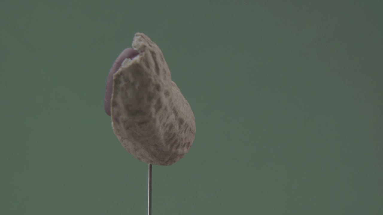 maní girando con bucle en la pantalla verde para la llave de croma