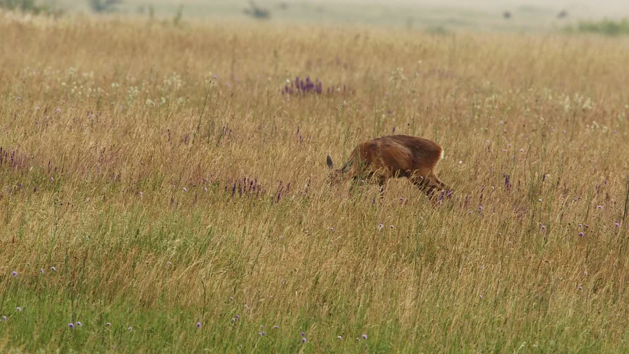 잔디에 있는 사