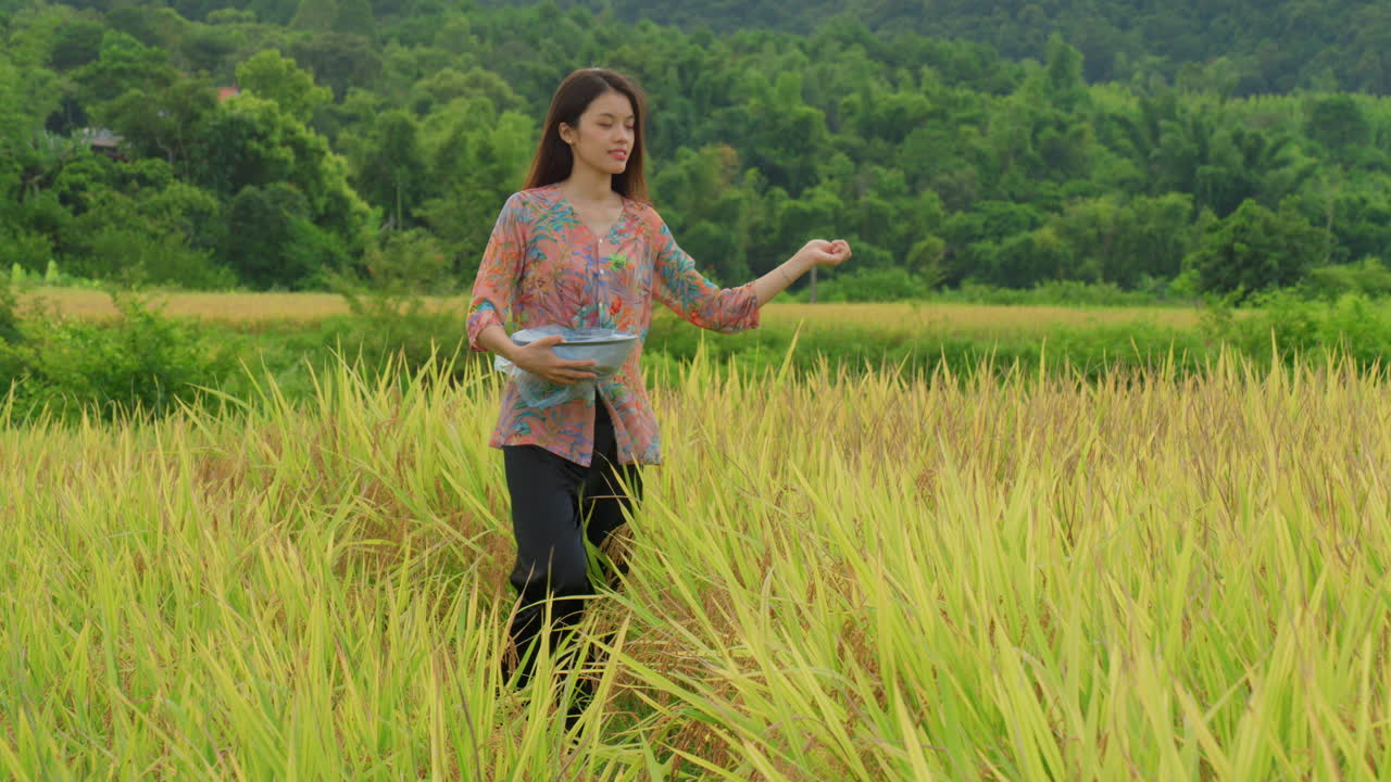 เกษตรกรหญิงชาวเอเชียกำลังหว่านเมล็ดในพื้นที่เพาะปลูกดินที่อุดมสมบูรณ์ในนาข้าวแถบเอเชียตะวันออกเฉียงใต้