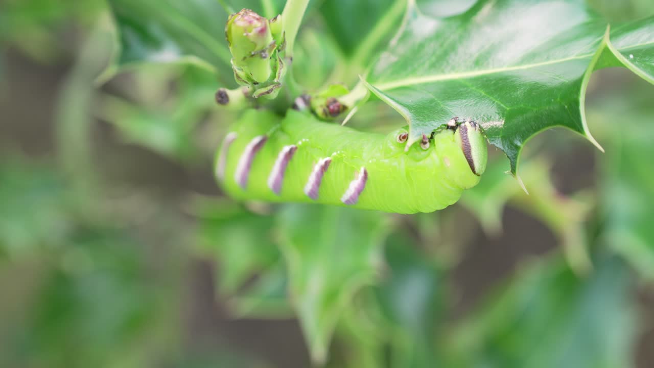 The Sphinx ligustri Caterpillar eating a leave in slowmotion