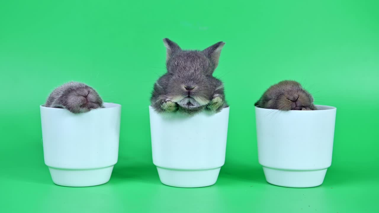 conejo en el fondo de la pantalla verde. animal espiritual y mascota inteligente para la pascua