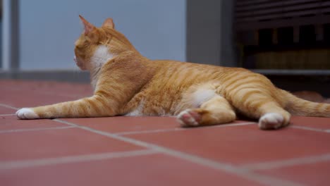 yellow tiger cat resting on the floor.