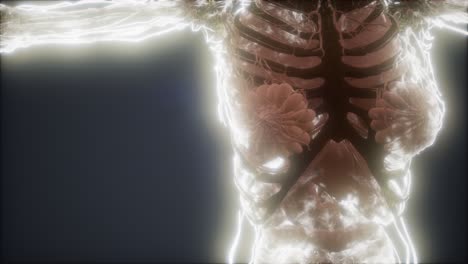 animación colorida del cuerpo humano que muestra huesos y órganos